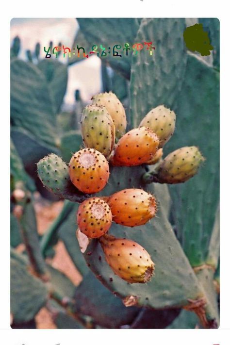 Kulkual Prickly Pear Cactus, Cactus Flowers, Cactus Y Suculentas, Exotic Fruit, Cactus Garden, Prickly Pear, Cactus Flower, Cactus And Succulents, The Fruit