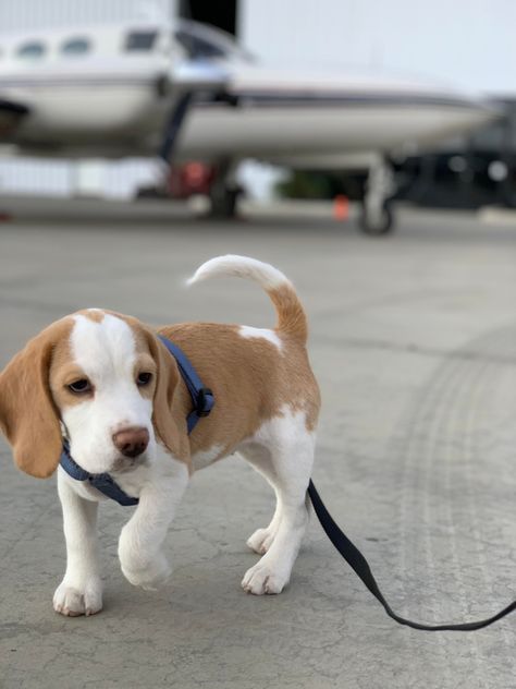 Beagle Puppy Aesthetic, Brown And White Dog, Lemon Beagle Puppy, White Beagle, Lemon Beagle, Beagle Aesthetics, Baby Beagle, Cute Puppies And Kittens, Cute Beagles