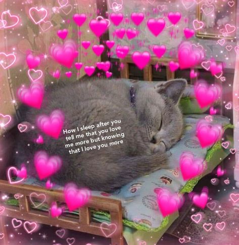 Good Night I Love You Meme, Good Night Boyfriend, Wholesome Messages, Good Night Angel, Good Night Meme, Love Quotes For Crush, Cat Text, Animal Captions, Good Night I Love You