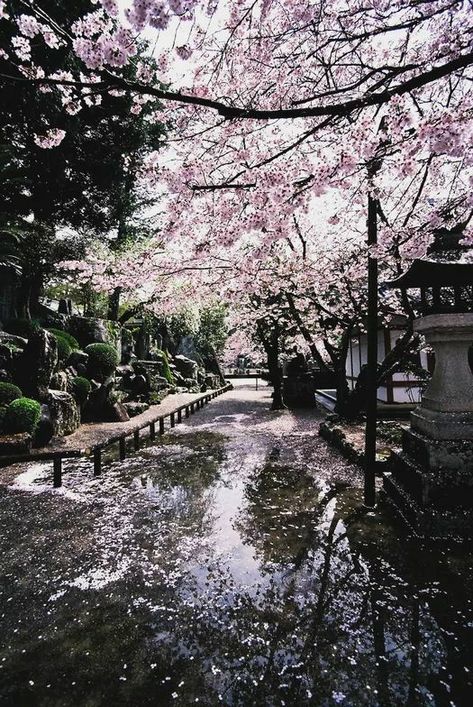 Live In Japan, Japan Spring, Japan Cherry Blossom, Cherry Blossom Wallpaper, Cherry Blossom Japan, Rain Photo, Rain Wallpapers, World Wallpaper, The Secret World