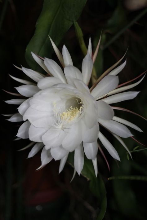 The Queen of the Night Flower is Mysterious and Interesting - The Houseplant Guru Queen Of The Night Flower Drawing, Queen Of The Night Flower Tattoo, Queen Of The Night Plant, Queen Of The Night Flower, Point Tattoo, Night Tattoo, Queen Of The Night, Plant Fungus, Night Flowers