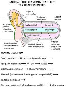 Auditory System Anatomy, Ear Notes, Anatomy Of The Body, Ear Diagram, Audiology Student, Anatomy Head, Ear Anatomy, Speech And Hearing, Gross Anatomy