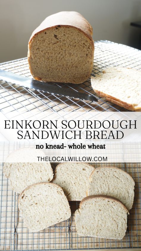 einkorn sourdough sandwich loaf sliced Einkorn Sourdough Discard Bread, Einkorn Sandwich Bread Recipe, Eikhorn Flour Sourdough, Einkorn Sourdough Bread Recipe, Whole Wheat Einkorn Bread, Sourdough Einkorn Bread, Einkorn Sourdough Sandwich Bread, Einkorn Discard Recipes, Sourdough Einkorn Recipes