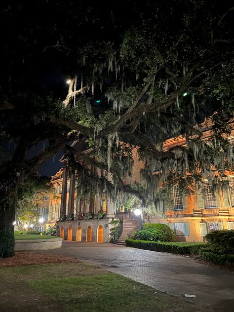 Charleston University, College Of Charleston Aesthetic, Charleston Aesthetic, College Goals, Vision 2024, College Of Charleston, Dream School, Charleston South Carolina, Fig Tree