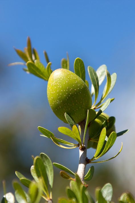 Argan nut on Argan tree (Argania spinosa). This tree is endemic to the Sous valley in Morocco. It is cultivated for the oil (argan oil) that... Argan Oil Benefits, Argan Tree, Creative Advertising Photography, Wild Olive, Olive Recipes, Moroccan Argan Oil, Food Forest, Liquid Gold, Edible Garden