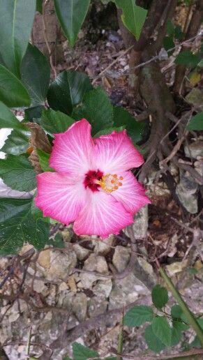 #Hibiscus #Haiti #Fermathe #flower Haiti, Hibiscus, Flowers, Plants