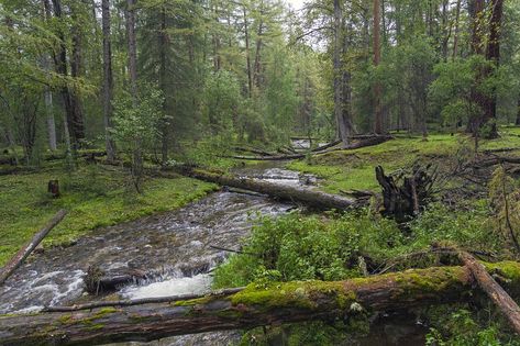 Forest Landscape Photography Horizontal, Forest Aesthetic Horizontal, Landscapes Horizontal, Forest Horizontal, Outdoor Layout, Horizontal Photography, Calm Nature, Therian Stuff, Forest Scenery