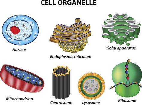 Plant Cell Drawing, Plant Cell Parts, Plant Cell Diagram, Biology Lesson Plans, Biochemistry Notes, Cell Diagram, Cell Parts, Cells Project, Cell Organelles