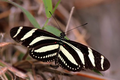 Heliconius charithonia - Wikipedia Zebra Tattoos, Zebra Butterfly, Most Beautiful Butterfly, Passion Vine, Butterfly Family, Rainforest Animals, Butterfly Tattoo Designs, Butterfly Drawing, Butterfly Wall