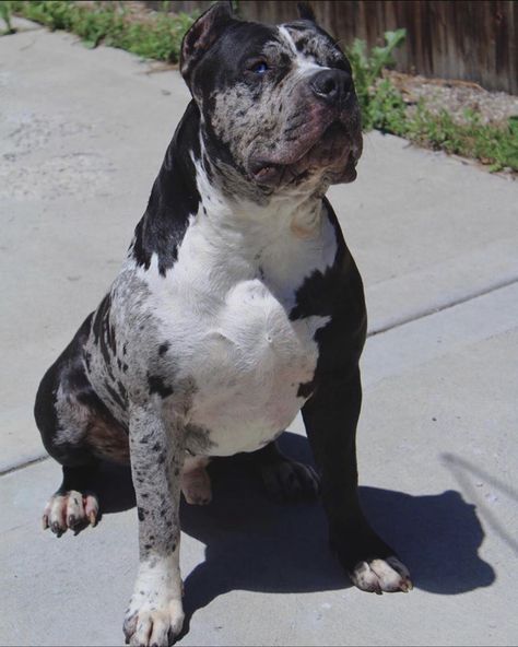 Health Issues in Merle & Why The Merle Coat Pattern Should Be Avoided in The American Bully | by BULLY KING Magazine | BULLY KING Magazine | Apr, 2022 | Medium Merle Bully, Merle Pitbull, Pitbull Dog Puppy, Pitbull Dog Breed, Bully Pitbull, American Bullies, Bully Breeds Dogs, Big Dog Breeds, Funny Cat Photos