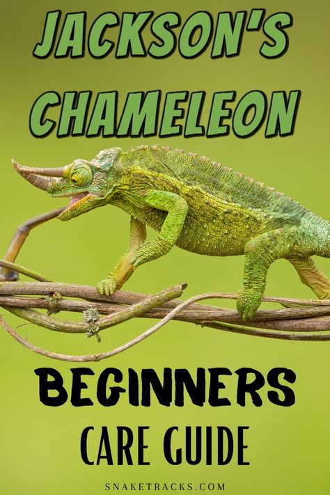 Jackson’s Chameleon, Chameleon Changing Color, Chameleon Terrarium, Pet Chameleon, Chameleon Care, Chameleon Cage, Jackson Chameleon, Chameleons, Plant Ideas