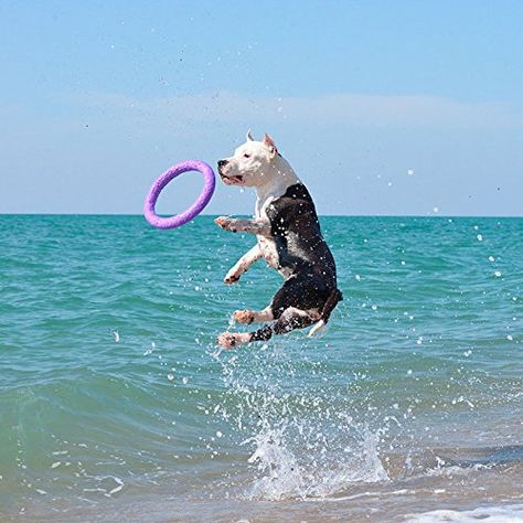 Puller Standard Two Rings not just toy for dogs Active toy for dogs Fitness toys for dogs Ideal for medium and large breeds Dog * Check this awesome product by going to the link at the image. (This is an affiliate link) #dogflyingdiscs Dog Flying, Fitness Toys, Flying Discs, Toys For Dogs, Active Dogs, Active Toys, Two Rings, Good Bones, Dog Activities