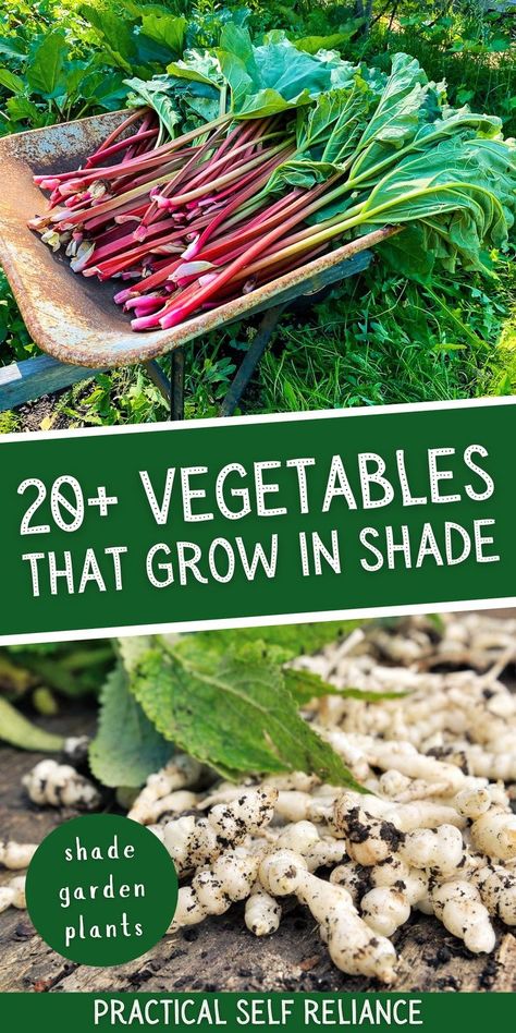 What Grows In Shade, Perennial Vegetable Garden Ideas, Plants That Can Grow In Shade, Shade Food Garden, Edible Shade Garden, Shaded Vegetable Garden, Shade Loving Vegetable Garden, Edible House Plants, Perennial Food Garden