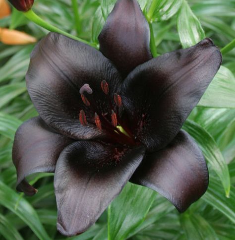 'Night Rider' - Trumpet x Asiatic Lily Bulb Short Fence, Plantarea Legumelor, Asiatic Lily, Night Rider, Goth Garden, Lily Garden, Lily Bulbs, Gothic Garden, Courtyard Design