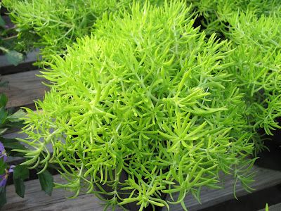 Lemon Coral Sedum care and culture Sedum Arrangements, Lemon Sedum, Lemon Coral Sedum In Containers, Lemon Coral Sedum, Sedum Ground Cover, Palm Springs Garden, California Landscaping, Sedum Plant, Coral Garden