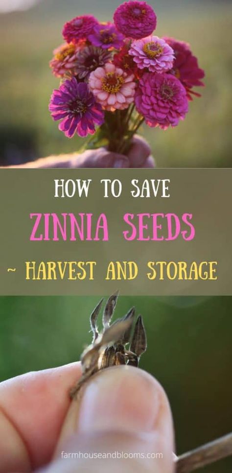 Growing Zinnias From Seed, Planting Flowers From Seeds, Zinnia Seeds, Saving Seeds, Zinnia Garden, Cut Flower Farm, Fall Activity, Zinnia Flowers, Cut Flower Garden