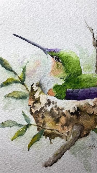 The full tutorial for this watercolor humming bird is on Youtube, just search "Sunset Peonies Hummingbird" or use this link: https://youtu.be/7KtoOCZRF0g?si=3YrlRTa6l3wym6La I also have a pencil sketch to help you get started on my Website, SunsetPeonies.com Thank you for watching! #Watercolor #Hummingbird #Watercolor tutorial #Paintalong Hummingbird Paintings, Hummingbird Sketch, Hummingbird Watercolor, Watercolor Hummingbird, Hummingbird Painting, Watercolor Birds, Watercolor Tutorial, Watercolor Journal, Humming Bird