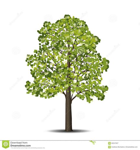 Linden Tree Illustration, Linden Tree Drawing, Tree Drawing Simple, Tree With Leaves, Linden Tree, Tree Illustration, Tree Drawing, Tree Leaves, Leaf Flowers