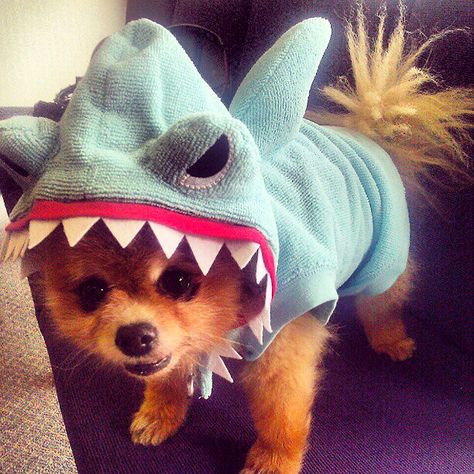 Cutest Shark We've Seen All Week! http://www.ivillage.com/honor-shark-week-animals-think-they-re-sharks/7-a-543576 Dog Shark, Shark Halloween Costume, Shark Halloween, Shark Costume, Pom Mom, Cleaning Organization, Cute Shark, Puppies And Kitties, Shark Week