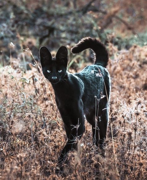 When I was living in Florida I would take my camera to Busch Gardens for some amazing photos! Black Serval Cat, Aesthetic Animal Photography, Pretty Cats Aesthetic, Black Serval, Feline Species, Interesting Animal, Cool Animals, Interesting Animals, Big Animals