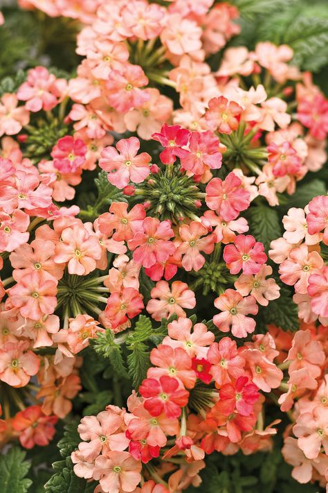 Verbena Plant, Ombre Flowers, Flowers 2023, Flowering Quince, Drought Tolerant Perennials, Proven Winners, Peachy Keen, Sun Plants, Peach Trees