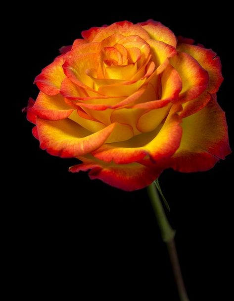 ~~Flame Rose by Theresa Elvin~~ I just got   a couple of clippings of one from a neighbor. I sure hope they   root! Rose Belle, Fleur Orange, Belle Rose, Colorful Roses, Human Soul, Orange Roses, Beautiful Rose Flowers, Love Rose, Arte Floral