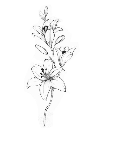 Bunch Of Lillie’s Tattoo, White Trillium Tattoo, Bouquet Of Lilies Tattoo, White Lilies Tattoo, Madonna Lily Tattoo, Lilium Drawing, Prairie Lily Tattoo, Lily And Sparrow Tattoo, Black And White Lily Tattoo