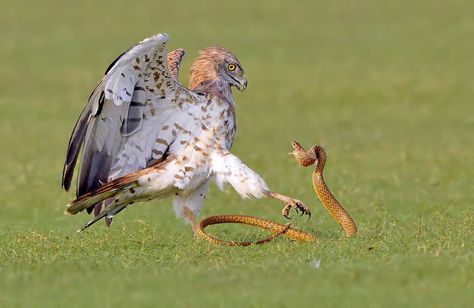 Short-toed Snake Eagle (Circaetus gallicus) attacking a snake. In India by Satisha Sarakki. Amazing shot! — with Nando Nogueira, Ravinder Rana and Vallenpint Roger. via Birds FB Snake In The Grass, Animal Attack, Animal Study, 수채화 그림, Big Bird, Bird Pictures, Birds Of Prey, Animal Planet, Amphibians