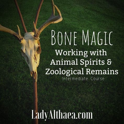 every day is magickal - Althaea Sebastiani Pagan Tips, Bone Divination, Bone Magic, Bone Reading, Bone Casting, Lasting Relationships, Traditional Witchcraft, Animal Spirit Guides, Bone Crafts