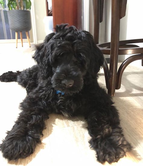 15 Things Portuguese Water Dog Owners Must Never Forget Water Dog Portuguese, Portuguese Water Dogs, Portugal Water Dog, Portuguese Water Dog Grooming, Portuguese Water Dog Haircut, Portuguese Water Dog Puppy, Portugese Water Dogs, Junk Drawers, Miss My Dog