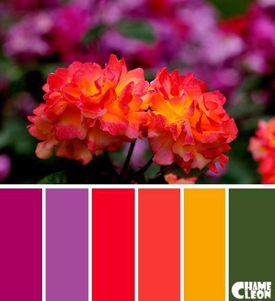 Purple Red Yellow Color Scheme, Purple Red Palette, Red And Purple Color Palette, Yarn Color Combinations, Roses Purple, Chameleon Color, Paint Color Schemes, Design Seeds, Color Balance