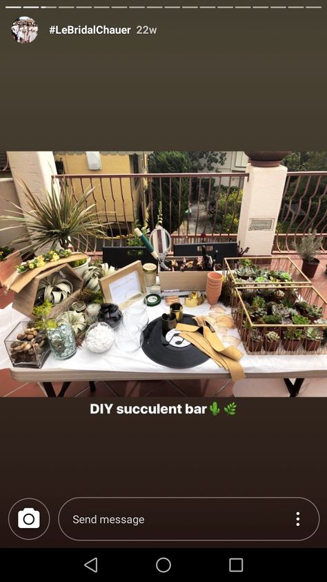 Build Your Own Succulent Bar, Succulent Bar, Plant Shops, Cinco De Drinko, Relief Society, Store Displays, Succulents Diy, Flower Shop, Build Your Own