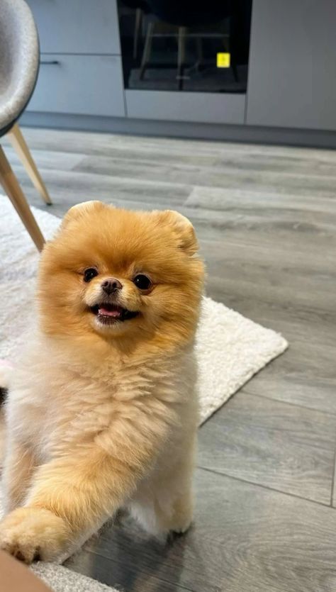 Small Pomeranian Puppies, Pomchi Dogs, Dog Tweets, Dogs Pomeranian, Spitz Puppy, Pomeranian Spitz, Terrifying Stories, Pom Dog, Dog Mommy