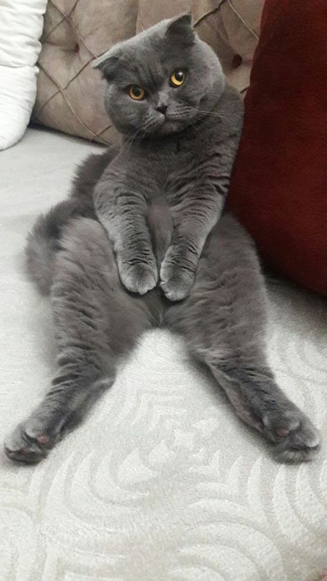 Grey Cat Breeds, Hypoallergenic Cats, British Shorthair Kittens, Cats Photos, Dream's Cat, Image Chat, Grey Cat, Cute Cats Photos, Cat Breed