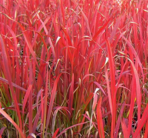 Red Baron Blood Grass - A striking blood grass with bright red-tipped blades that turn burgundy in the fall. This is a slower growing variety that maintains its color well. Excellent addition to beds, borders and containers. Red Grass Aesthetic, Alchemy Ingredients, Colourful Things, Red Grass, Minecraft Inspiration, Red Baron, Grasses Garden, Garden Plans, Grass Field