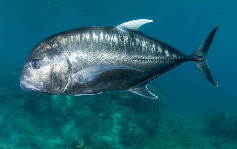 Ulua Fish, Trevally Fish, Giant Trevally, Fish Board, Dreamy Ocean, Football Shirt Designs, Ocean Underwater, Marine Fish, Aquatic Animals