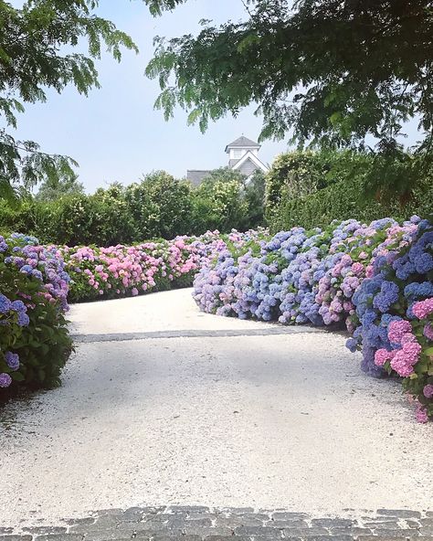 The dreamiest driveway on Nantucket Island #hydrangeas #coastalliving Hydrangea Driveway, Nantucket Hydrangea, Wrap Wallpaper, Lined Driveway, Beautiful Driveways, Hydrangea Landscaping, Driveway Design, Hydrangea Garden, Longwood Gardens