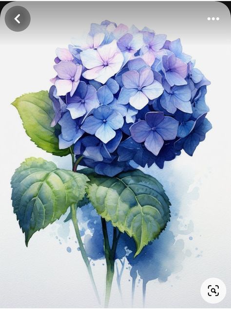 Blue Hydrangea Drawing, Flower Watercolour Painting, Hydrangea Flower Drawing, Draw Hydrangea, Blue Flowers Drawing, Hydrangea Drawing, Blue Flower Illustration, Hydrangea Illustration, Water Colour Flower