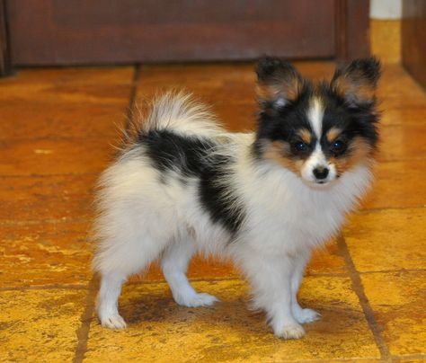 papillon dog | Months old Papillon Dog Papillion Puppies, Papillon Dog Puppy, Papillon Puppy, Dog Breeds List, Papillon Dog, Spaniel Puppies, Tiny Dogs, Dog Breeder, Cute Dogs And Puppies