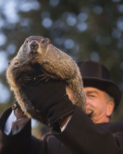 Happy Groundhog Day! It's official. Neither the northern groundhog, Punsutawney Phil nor the southern groundhog, General Beauregard Lee saw their shadow this morning, which means we're going to get an early spring. Hooray! http://www.pennlive.com/…/groundhog_day_2016_did_punxsut.ht… http://www.yellowrivergameranch.com/early-spring-2016/ Shadow Meaning, Spanish Projects, Punxsutawney Phil, Happy Groundhog Day, American Holiday, Fun Conversation Starters, Weather Patterns, Groundhog Day, Feb 2