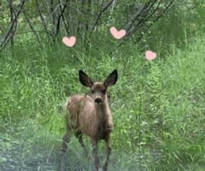 Deer Gif, Pink Trailer, Fawns Deer, Edit Gifs, Gold Skies, Fairy Aesthetic, Virtual Pet, Oh Deer, Baby Deer