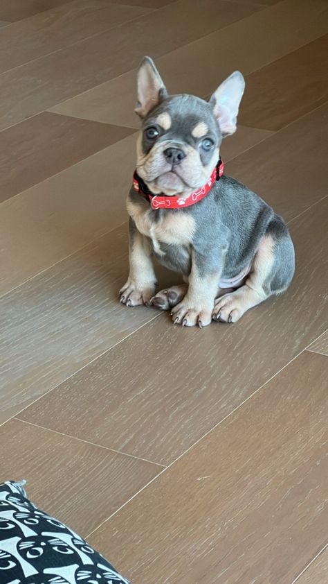 French bulldog yavru Lilac And Tan French Bulldog, Tan French Bulldog, Lilac French Bulldog, Dog Lover, Quad, French Bulldog, Bulldog, Dog Lovers, Lilac