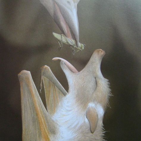 Un bébé chauve-souris nourri par un oiseau !... C'est un joli conte, intitulé "Stellaluna", de Janelle Canonn : http://www.amara.org/en/videos/fNWSdYh81O6H/info/stellaluna-read-by-pamela-reed/ Stella Luna, Amazing Animal Pictures, Albino Animals, Fruit Bat, Baby Bats, Creatures Of The Night, 귀여운 동물, Animals Friends, Beautiful Creatures