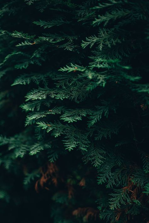 Cypress Pine, Dark Green Aesthetic, Green Photo, Tree Photography, Green Wood, Inspirational Images, Green Trees, Rich Textures, Summer Photography