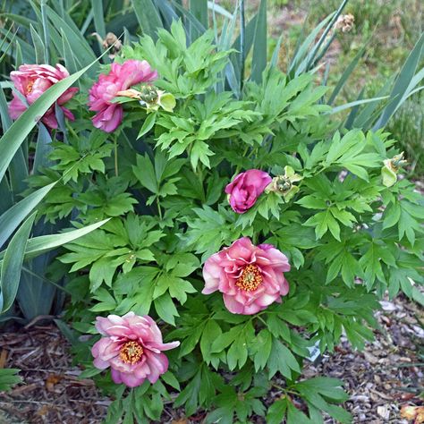 Southern Peony: 2019 Intersectional Peony 'Magical Mystery Tour' Has 8 Blooms in First Year! Itoh Peony, The Magical Mystery Tour, Itoh Peonies, Planting Peonies, Peony Root, Growing Peonies, Dramatic Fashion, Cream Tones, Root System