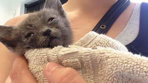 Tiniest Kitten With Eyes Sealed Shut Rescued From Roadside Sick Kitten, Stray Kitten, Kitten Eyes, Sick Cat, Tiny Kitten, Kitten Rescue, Kittens And Puppies, Happy Tears, We Are The World