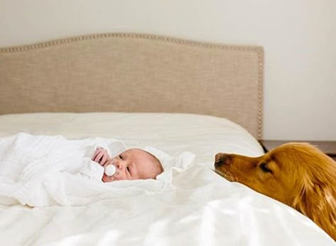 Dog And Baby Pictures, Newborn And Dog Photography, Babies And Dogs, Newborn And Dog, Dog And Baby, Baby And Dog, Dogs And Babies, Newborn Family Photos, Photos With Dog