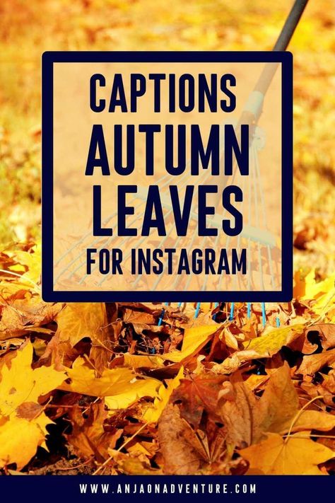 This list of fall foliage captions for Instagram will give you plenty of ideas for unique captions when admiring falling leaves in Europe, Canada, USA or Japan. Best fall leaves caption for Instagram post paired with leaf puns and autumn leaves quotes. What will you choose from the selection of Anja On Adventure fall foliage captions for Instagram? | Caption Ideas | Fall in USA | October | rain | maple leaf #instagrammarketing #captionidea #igcaptionideas #leaf #leaves #orangeleaves Maple Leaf Quotes, Leaves Caption Instagram, Maple Quotes, Leaf Captions For Instagram, Autumn Leaves Quotes, Caption For Instagram Post, Leaf Puns, Leaves Quotes, October Rain