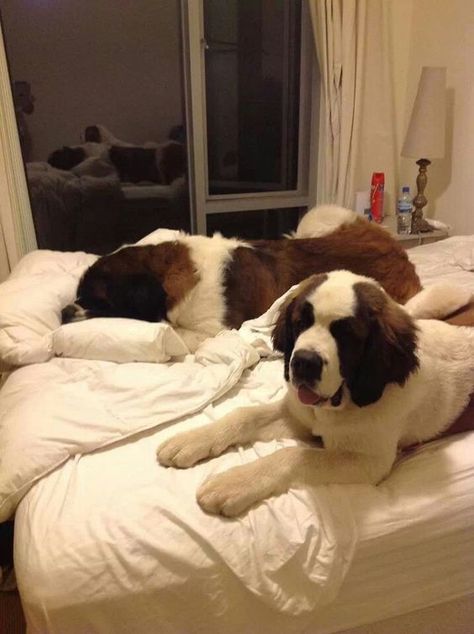 Your bed is no longer just your bed. Saint Bernard (dog), St Bernards, Saint Bernards, St Bernard Puppy, St Bernard Dogs, Bernard Dog, Puppy Face, Pretty Dogs, St Bernard