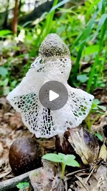 Stinkhorn Mushroom, Paul Stamets, Mushroom Costume, Mushroom Pictures, The Mushroom, Science Biology, Time Lapse, Bat Mitzvah, Wonderful Time